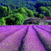 Lavender southern France