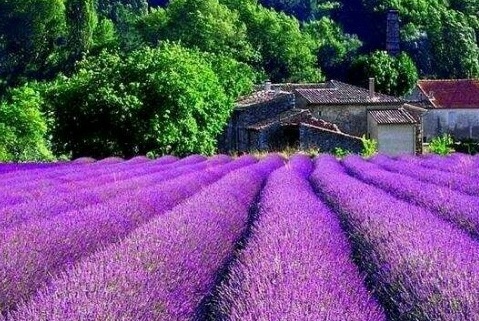 Lavender southern France