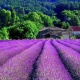 Lavender southern France