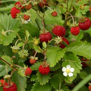 Flower Tour and Wild Strawberries.