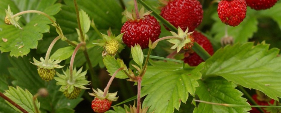 Flower Tour and Wild Strawberries.