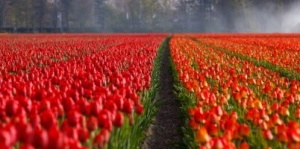 tulip_field_194597